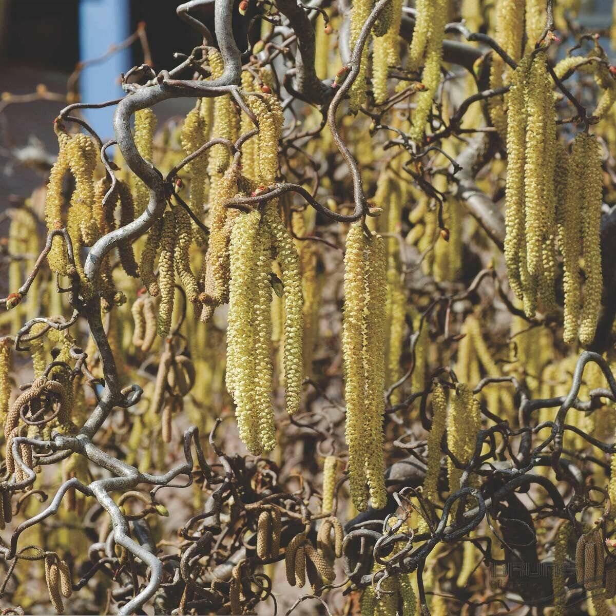 Corylus avellana С†РІРµС‚С‹