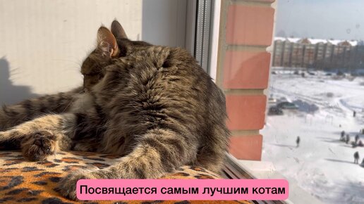 Котокараоке. Самый лучший кот у меня живет😄