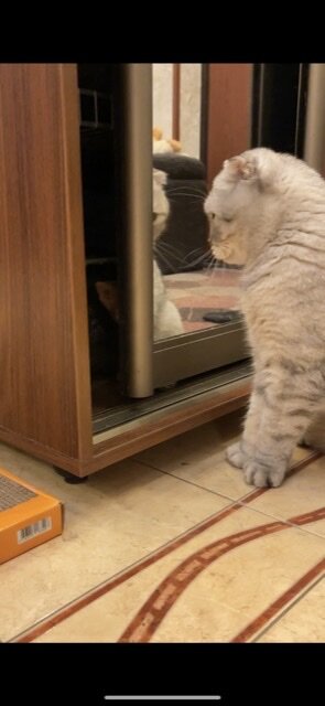 Кто же там в шкафу🤔?