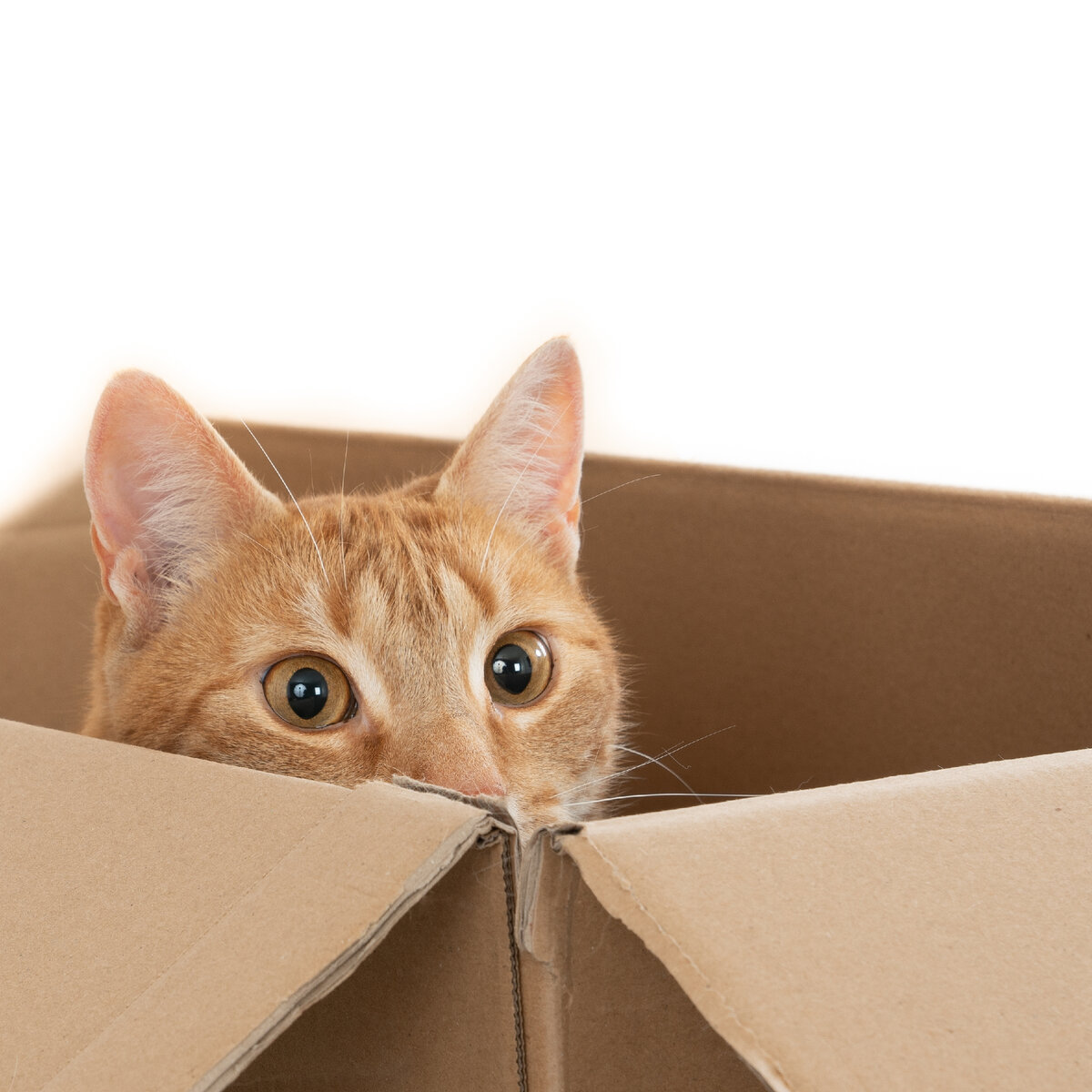 Замечали, что кошки очень любят коробки и пакеты❓ Задумывались, почему❓Разберемся  вместе😻 | Кошкам - дом!| О животных приюта ТиНАО и не только | Дзен