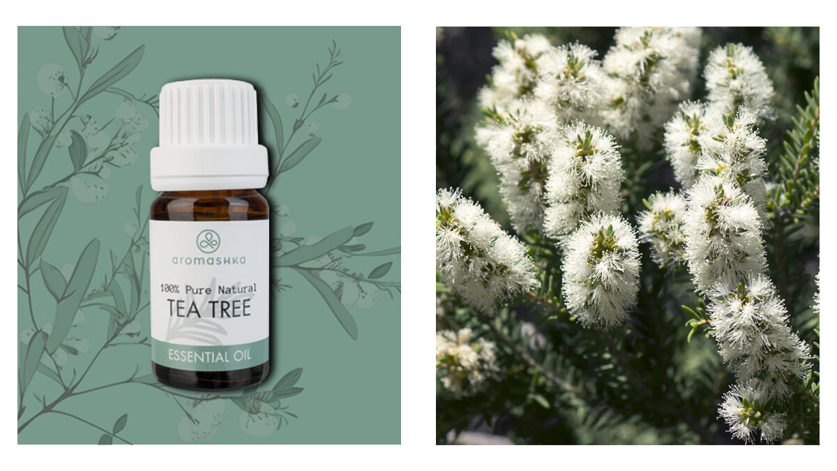 Мята перечная масло. 5мл эфирное масло чабрец. Масло чайного дерева от чесотки. Эфирное масло от герпеса. Эфирное масло от герпеса.