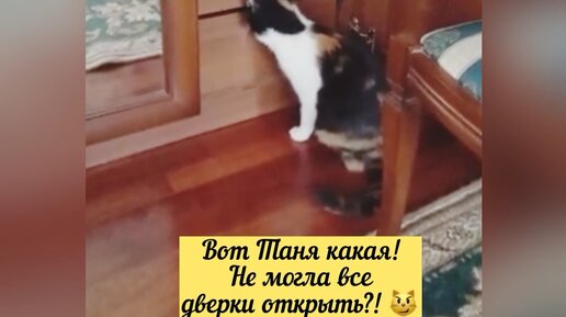 Всем котам надо в шкаф и именно на эту полку 😼 Кузя нахал какой, Дашеньке уступать не хочет 😿