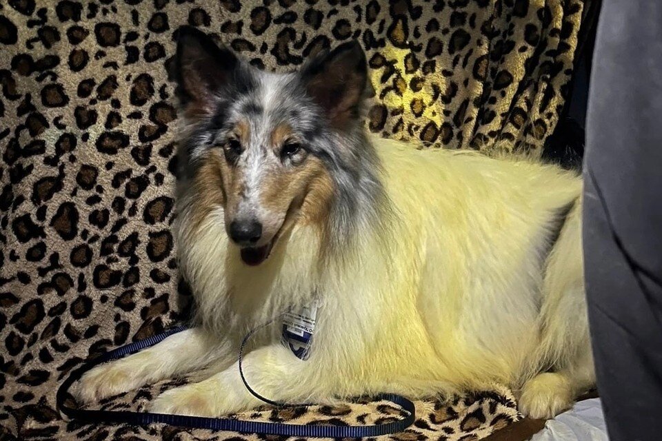     Бывших цирковых собак пристроили в надежные руки. Фото: vk.com/collie_sheltie_sos