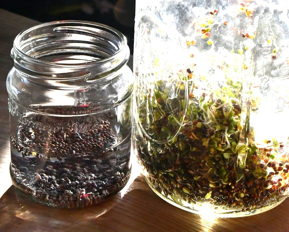 Семена брокколи слева в воде на 15 минут, рядом ростки из той же упаковки. Семенам три года.