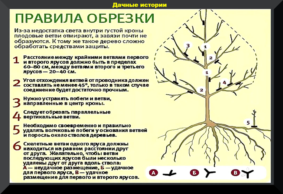 Как правильно обрезать плодовые деревья весной схема