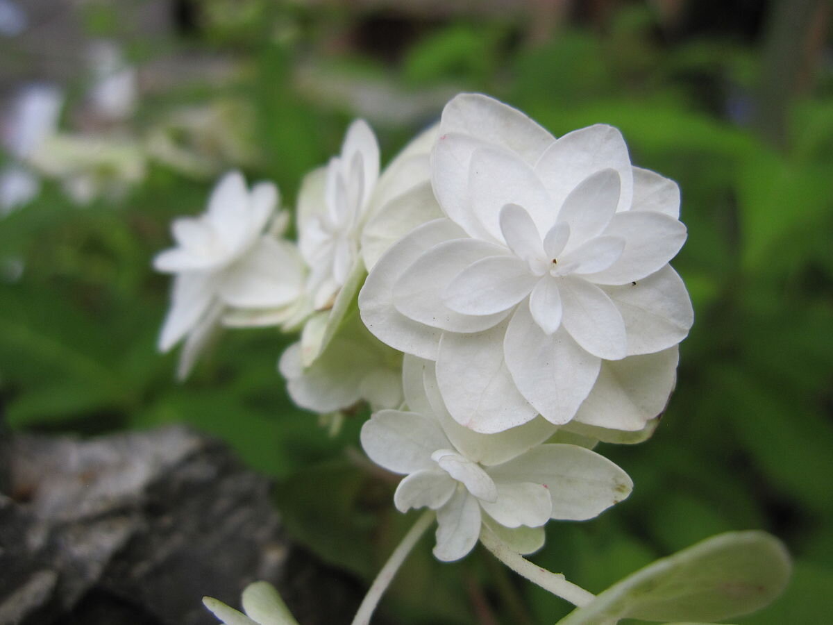 Hydrangea serrata 'Hakucho' Источник фото - https://goo.su/8h9Hh