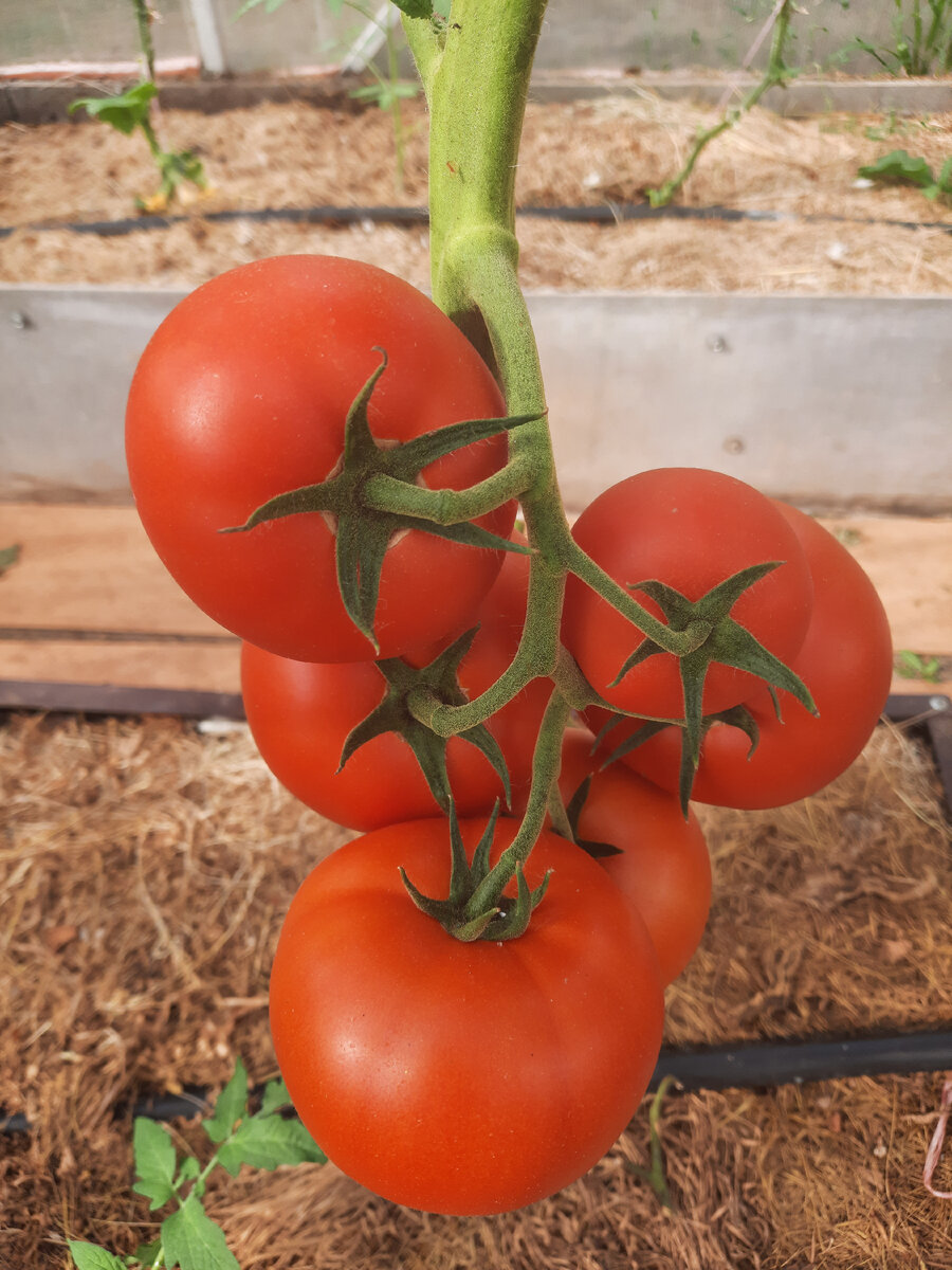 Махитос- наш фаворит. 