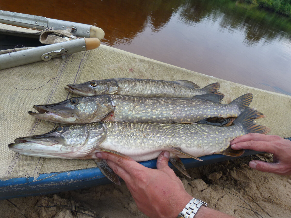 Щуки реки Керженец. Фото автора