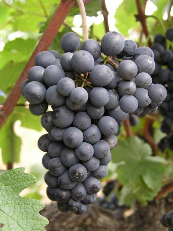 Три проверенных и вкусных сорта Виноград для северных регионов. Рекомендуютзнатоки