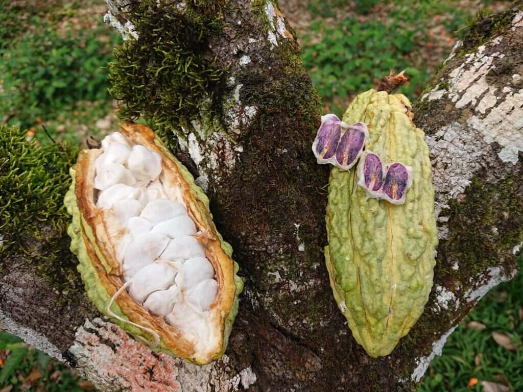 Родина какао-бобов — регион Барловенто, плантации находятся в окрестностях поселка Ягуапита, штат Миранда. Генетический вид — современный Criollo.