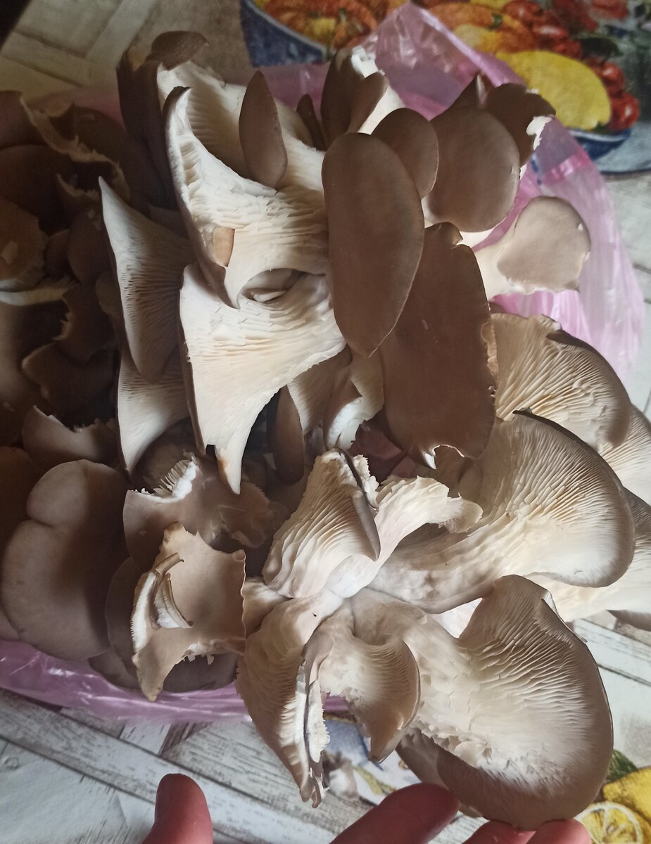 Грибы вешенка