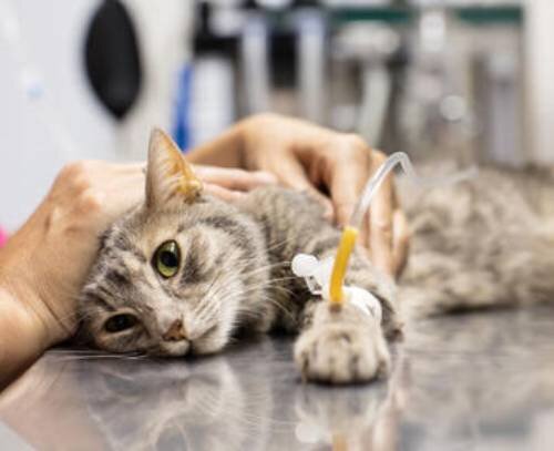 6 распространенных заболеваний поджелудочной железы у кошки