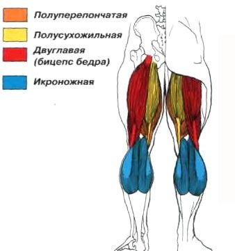 Полуперепончатая мышца