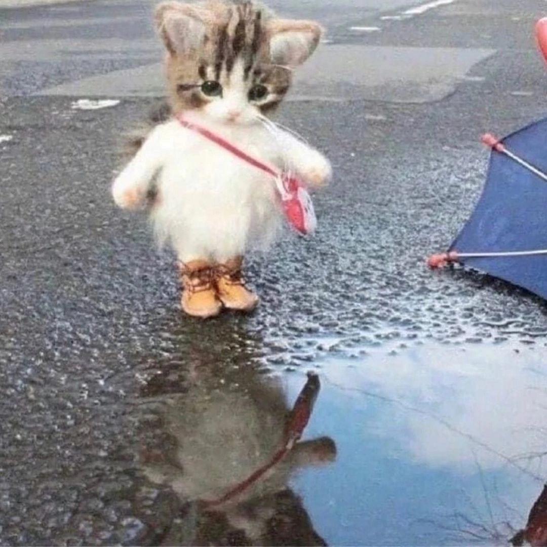 Котейка 