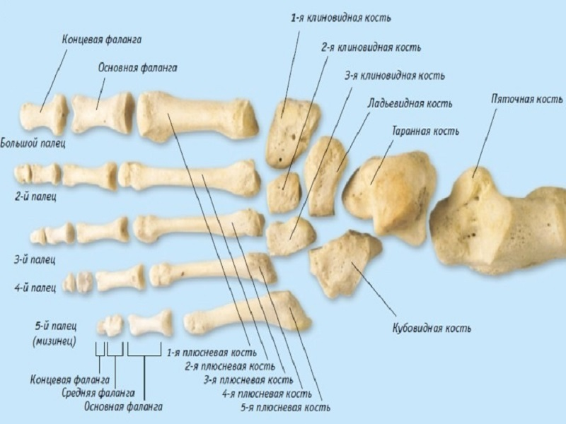 Образована тремя сросшимися костями. Кости предплюсны. Предплюсна плюсна фаланги пальцев. Ладьевидная кость (предплюсна). Кости предплюсны стопы анатомия.