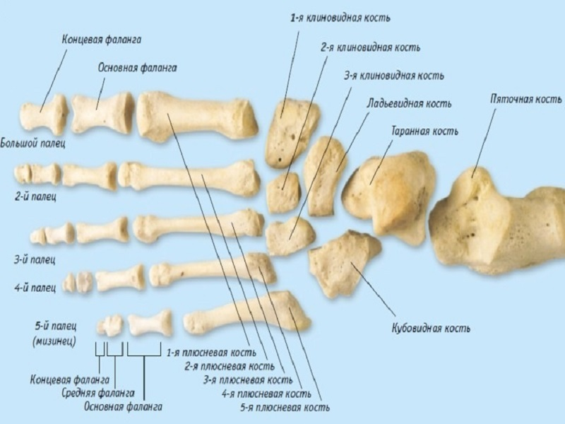 Что входит в кости. Плюсна и предплюсна. Кости предплюсны. Строение предплюсны. Ладьевидная кость (предплюсна).