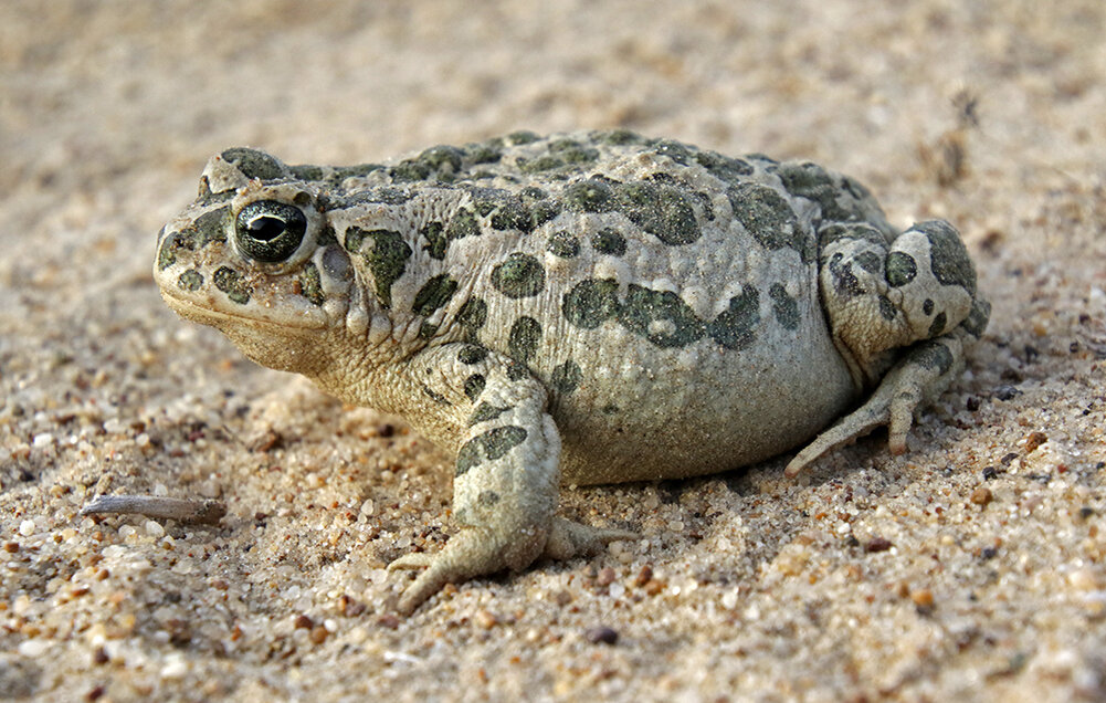 Черный алтарь фото