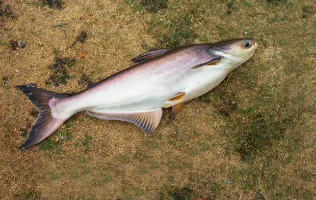 Пангасиус: фото, характеристика, особенности рыбы