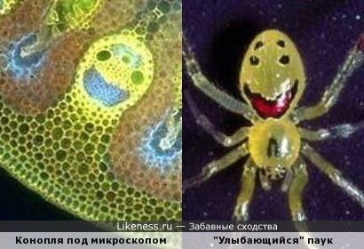 Клетка марихуаны под микроскопом
