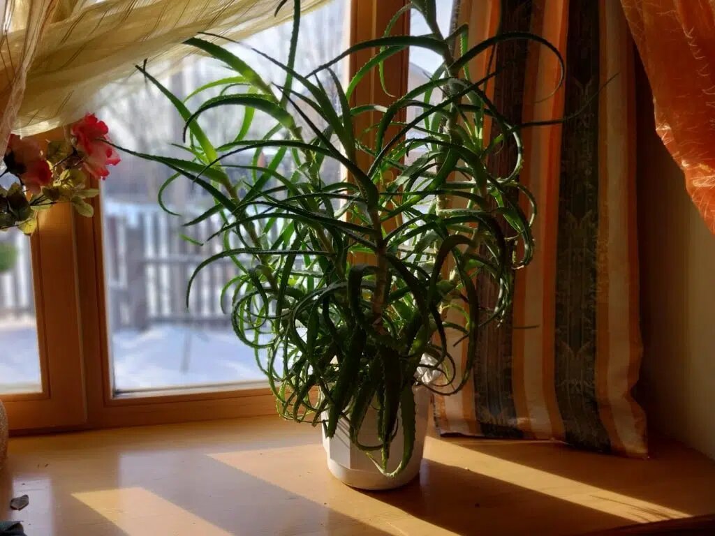 Свойства алоэ