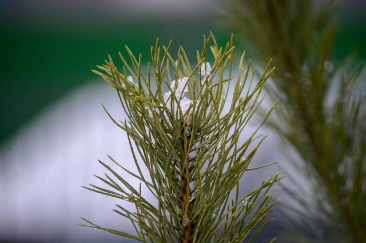    24 февраля в Туле прогнозируют снег и сильный ветер