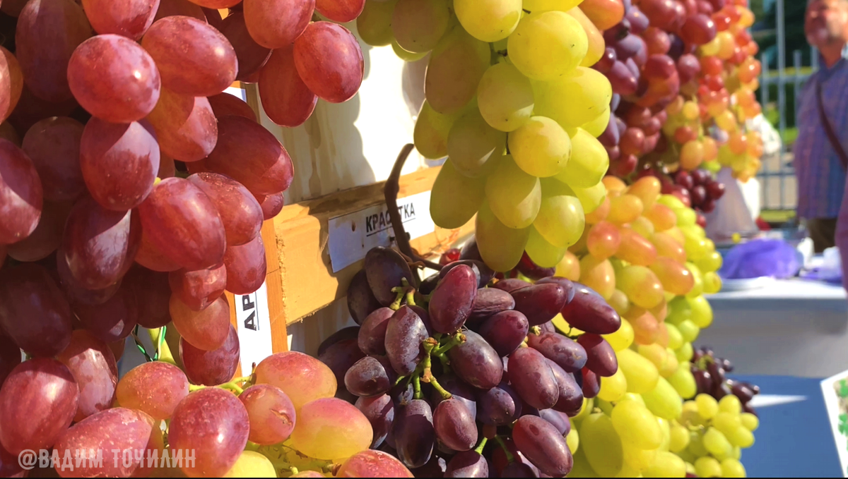 Фото с выставки в г.п. Самохваловичи "Виноград -2021"