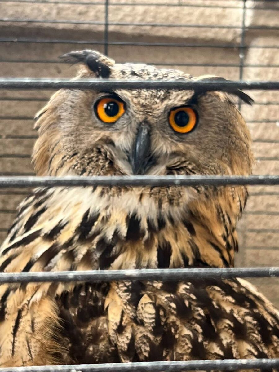     Животные и птицы адаптируются к новым условиям. Фото: t.me/sochigeograf