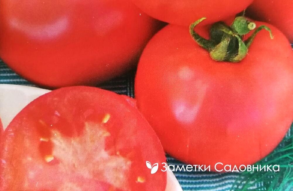 Любимый сорт томата