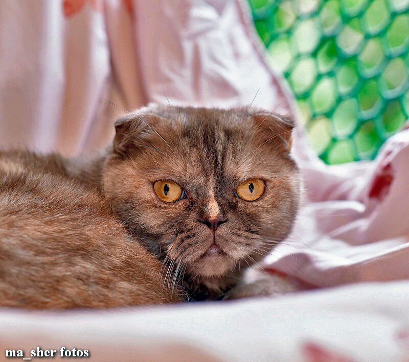 🐾Несси 6 лет, она очень красивая вислоухая кошка, но и это не спасло ее от предательства. Ее выкинули на улицу, где она выживала в подвале🐾   