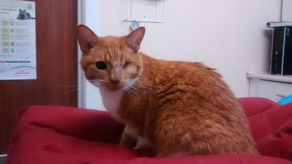 Кошка Кэрис. Источник фото: https://thebestcatpage.com/poor-blind-cat-was-rescued-after-spending-days-stuck-on-a-river-bank/