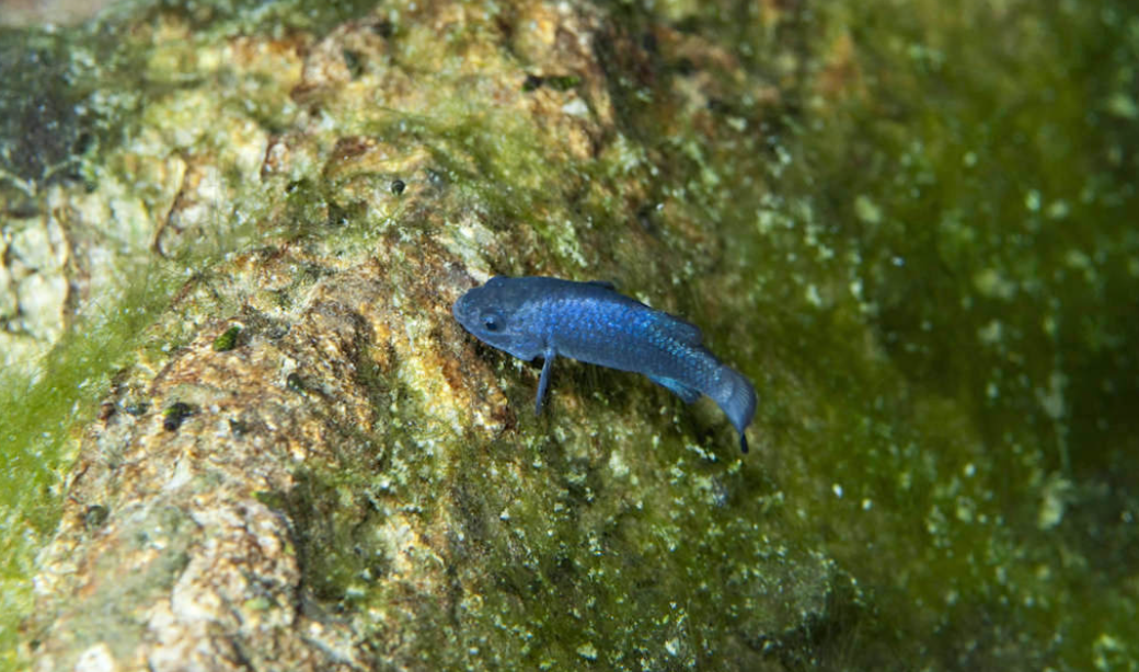 Рыба живущая в иле 4 буквы. Ципринодон Дьябло. Devil's hole Pupfish. Cyprinodon ceciliae. Cyprinodon arcuatus.