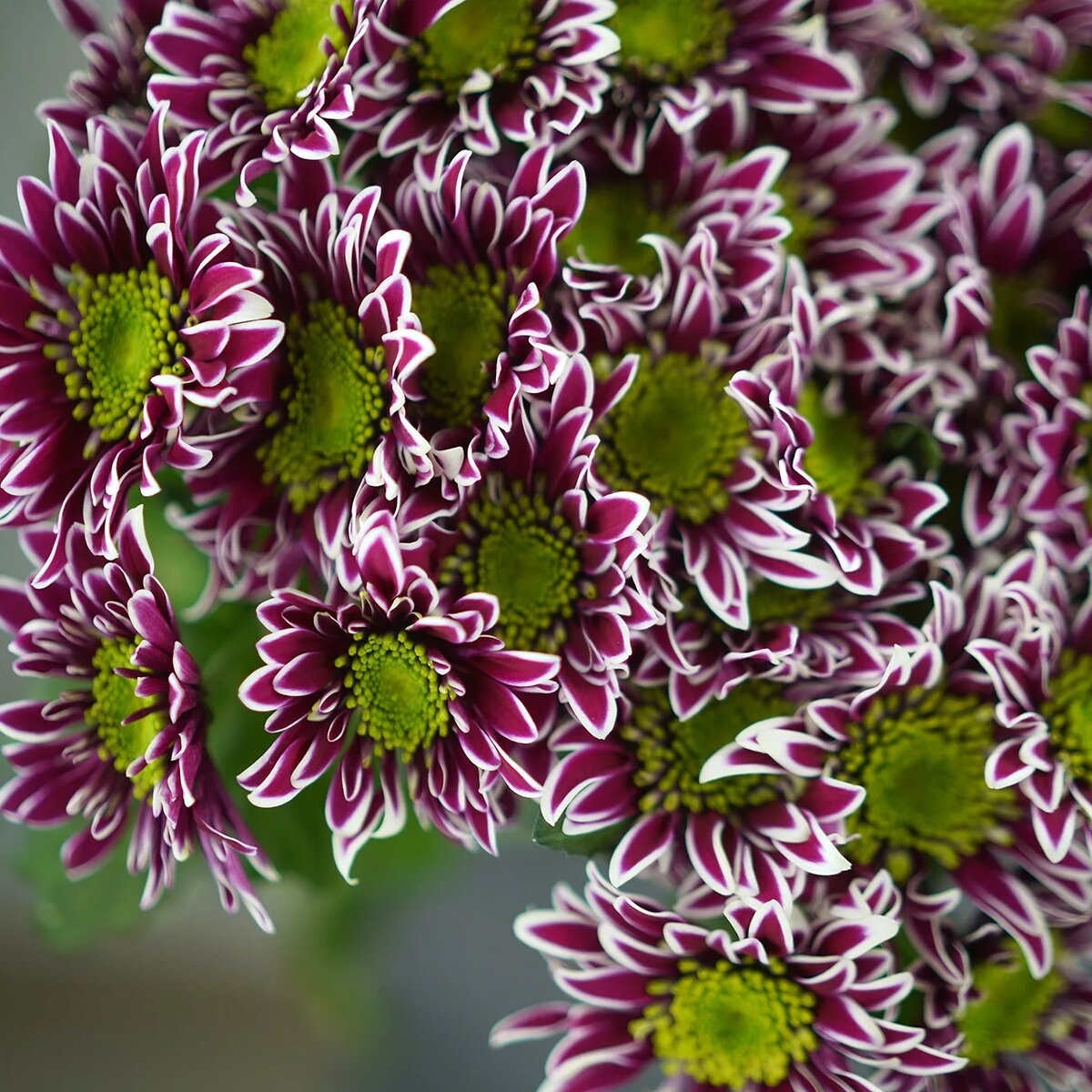 Хризантема Chrysanthemum