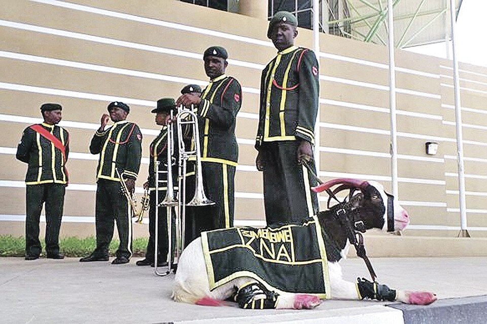     Привычное в России женское ругательство «Все мужики - козлы» в Зимбабве явно не поймут. Их гвардейский козел умен, дисциплинирован и одет по последней военной моде. Фото: © Nehanda Radio