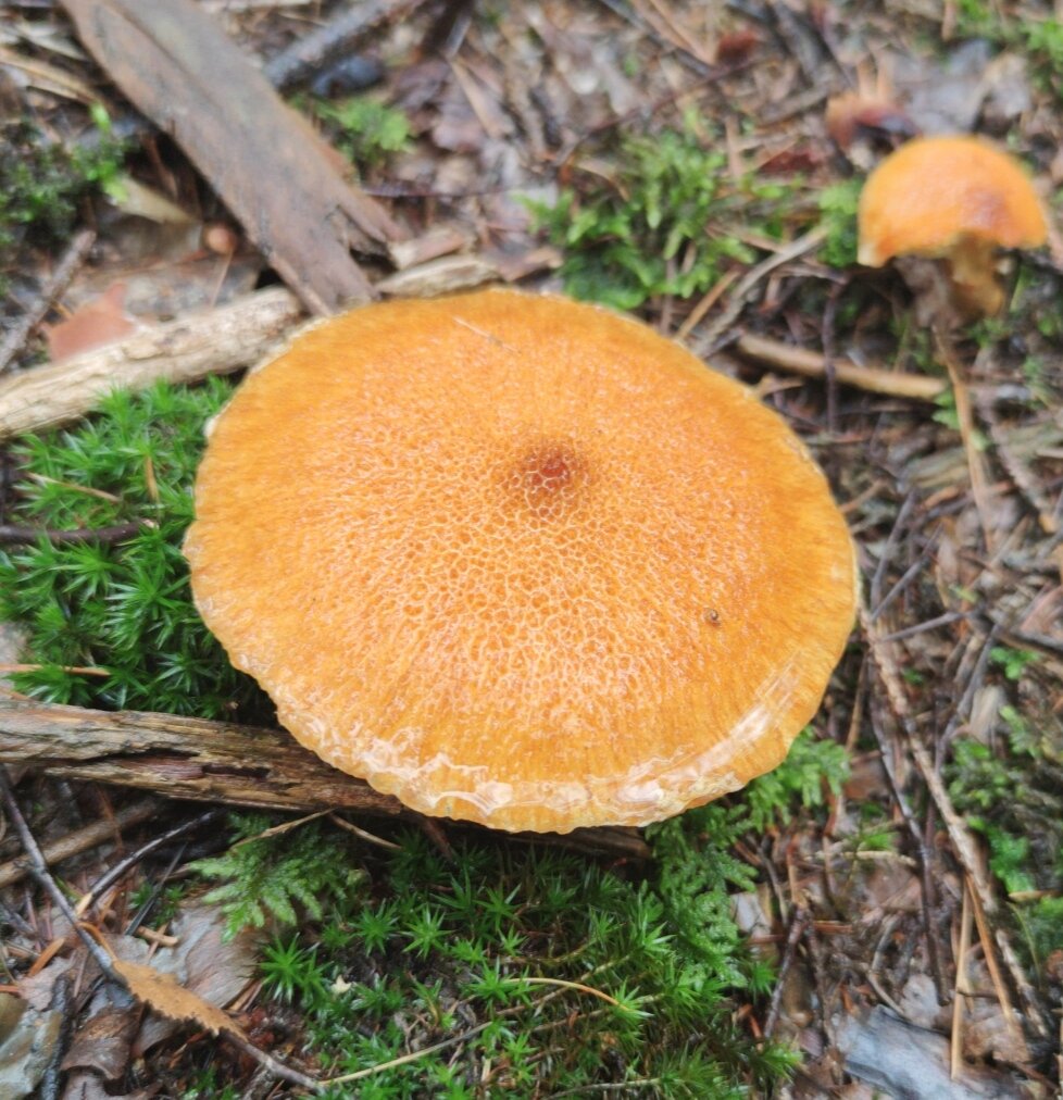 Suillus lakei