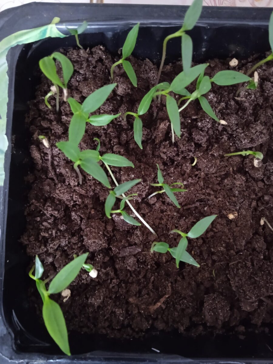 Рассада сладкого перца. 