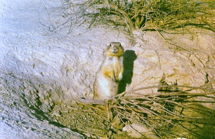 Жёлтый суслик около вагончика. Фото автора