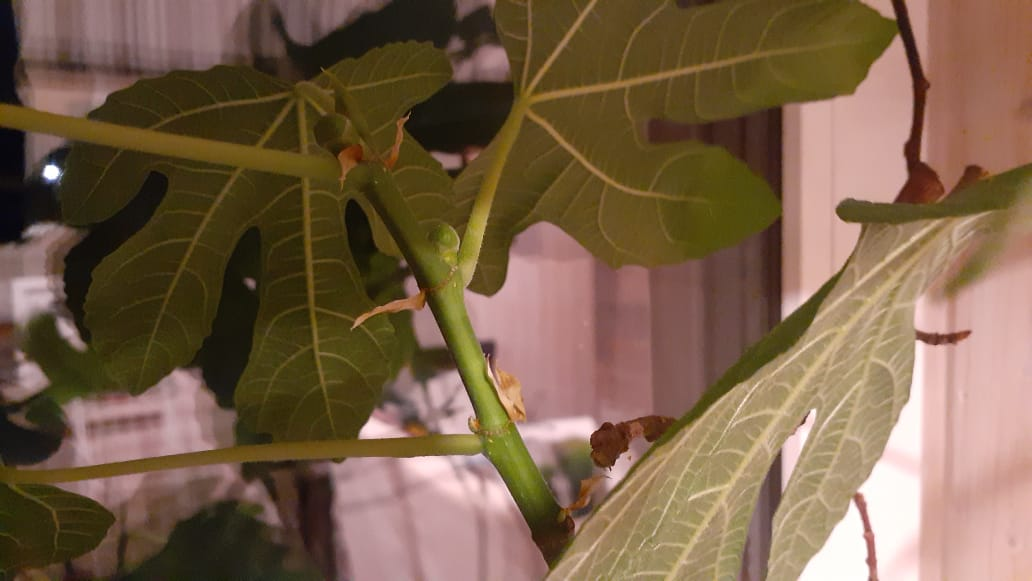 Маленькие плодики-цветочки на неуёмном инжире.