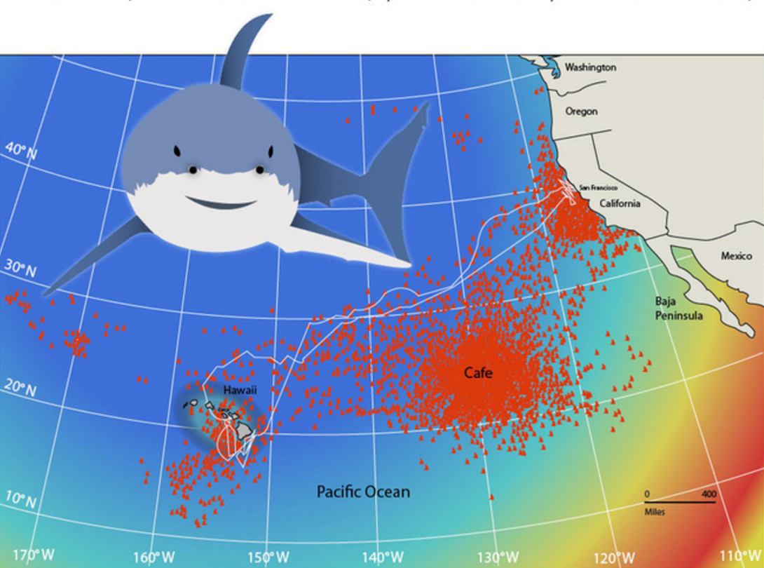 Карта акул в морях и океанах