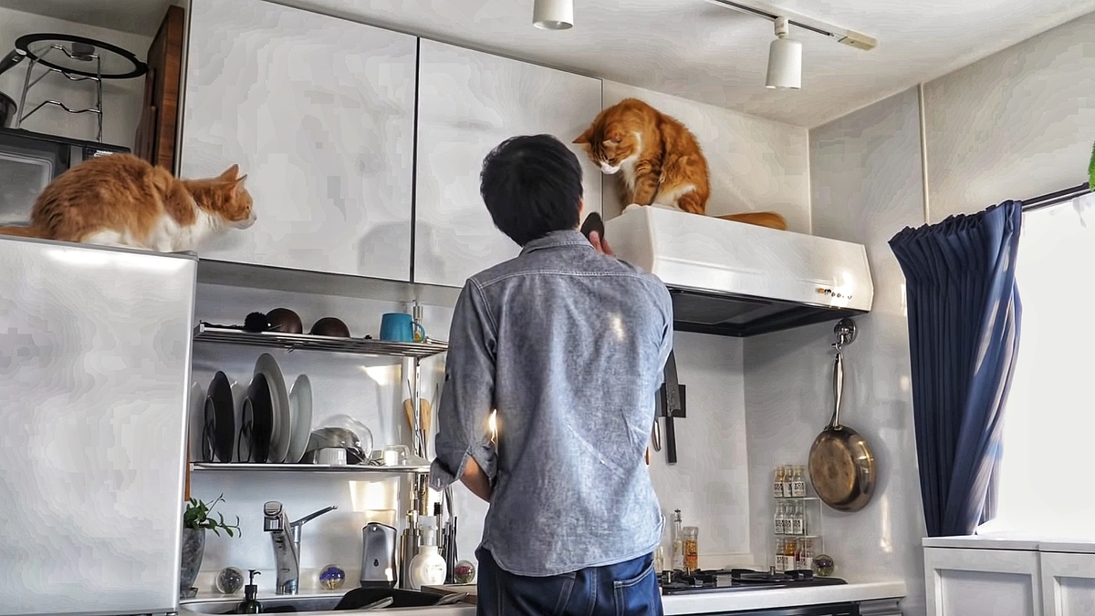 Кошки очень любопытны