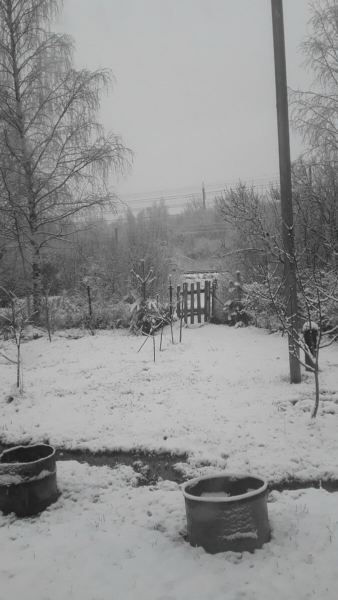 Такое вот 26.02.23.Ах да! Поливать или нет проверяю ватными палочками,вставляя до дна на несколько секунд.