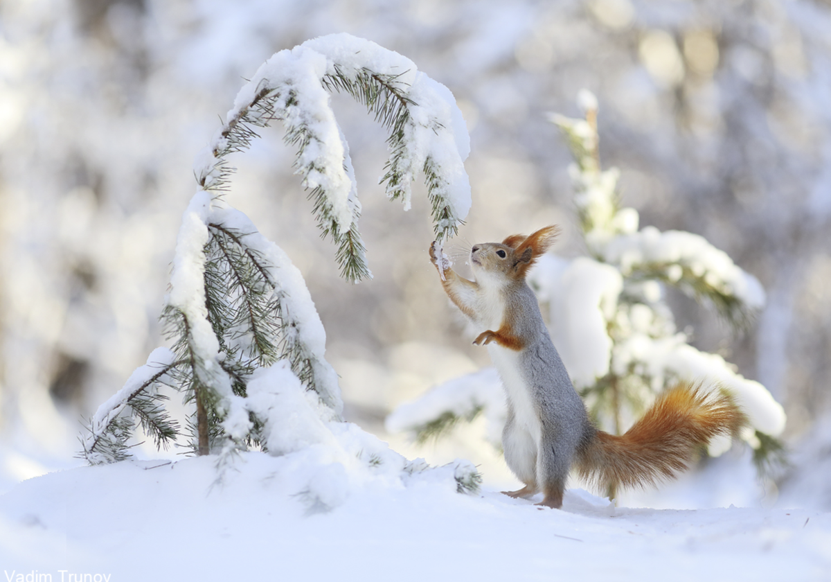 Автор всех фотографий - Вадим Трунов. Фото Яндекс.Картинки