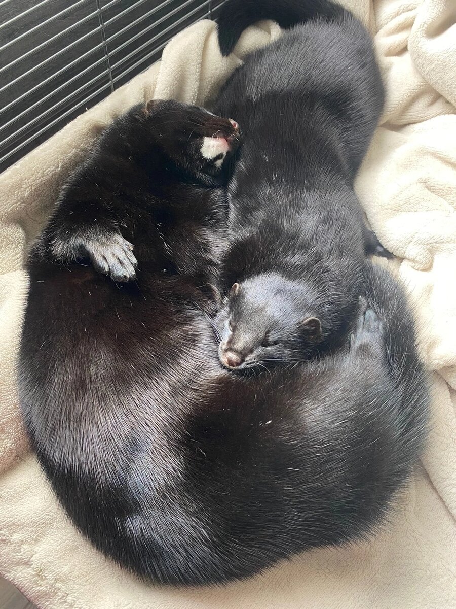 Норки Асти и Арчи спят в своей клетке 