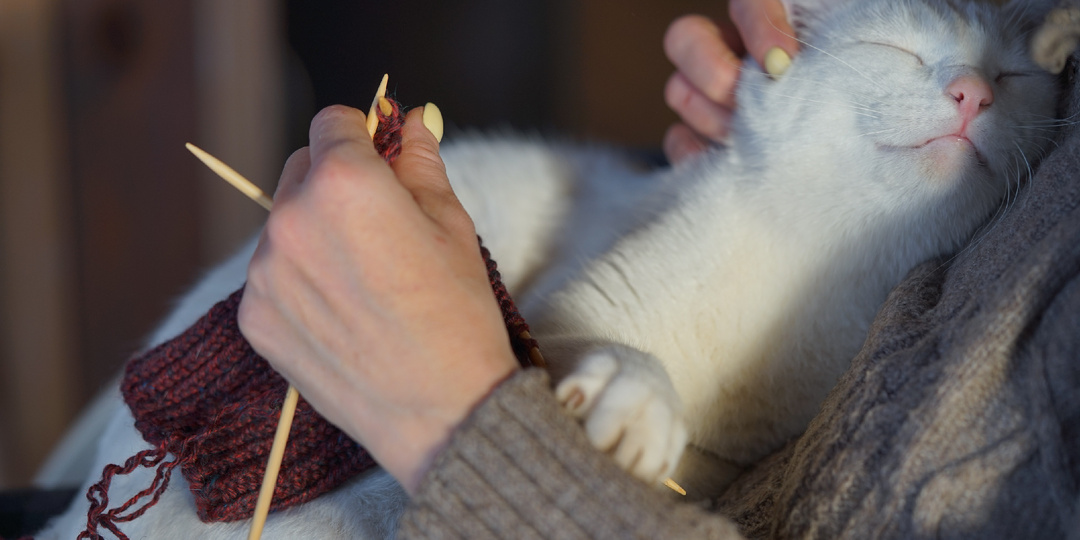 Про белого кота...