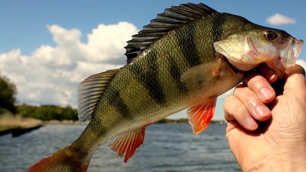 Окунь. Яндекс-фото