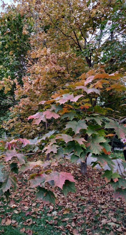 Фото автора. На этом фото нет логова на болоте. Но в том лесу была как раз такая же осенняя листва, как опавшая, так и на деревьях