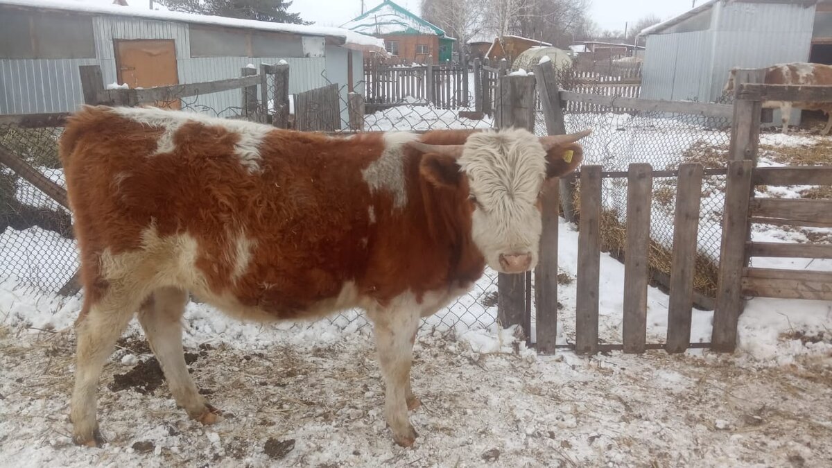 Михалыч старший.