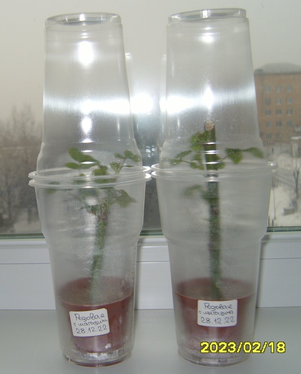 Два черенка розы из магазина без листьев по состоянию на 18 февраля