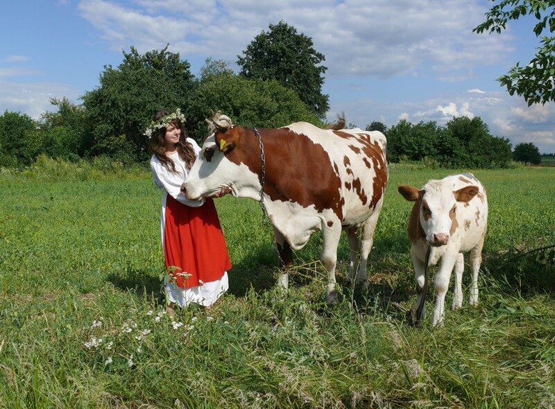 Девушка доит корову картинки