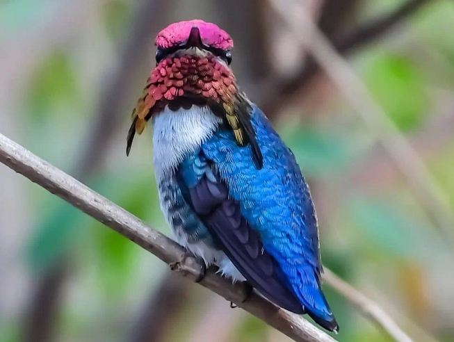 Самец в брачный период 