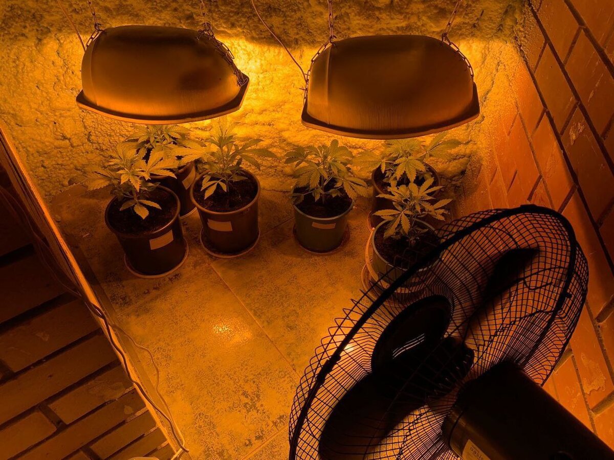    В Оренбурге полиция задержала 35-летнего культиватора конопли Марина Шарт